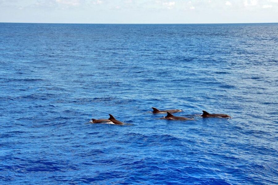 Santa Ponsa: Dolphin Watching Cruise - Key points to know before you book