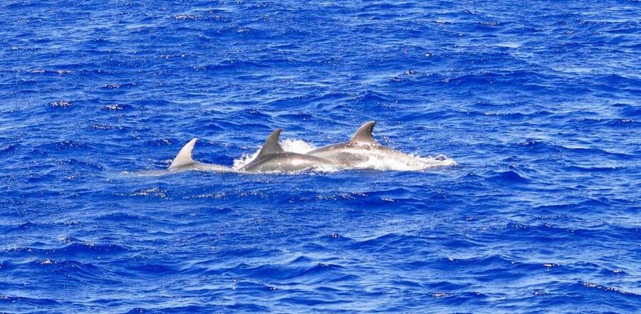 Santa Ponsa: Dolphin Watching Cruise - What the boat is really like
