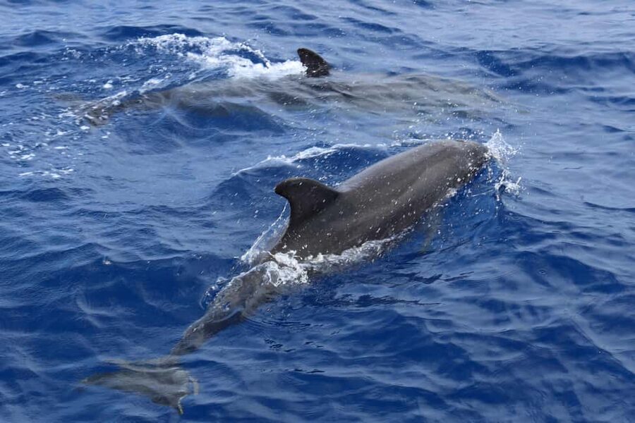 Santa Ponsa: Dolphin Watching Cruise - The captain, commentary, and group atmosphere
