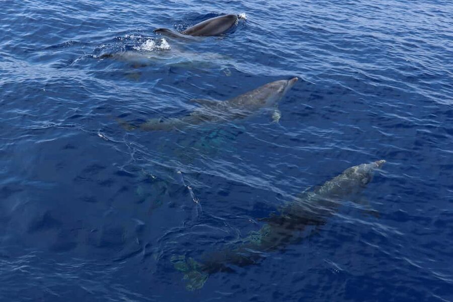 Santa Ponsa: Dolphin Watching Cruise - Family appeal and practical comfort