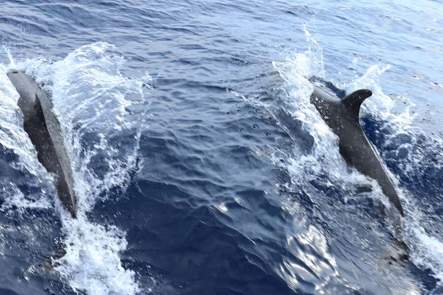 Santa Ponsa: Dolphin Watching Cruise - How much value do you get for $41?