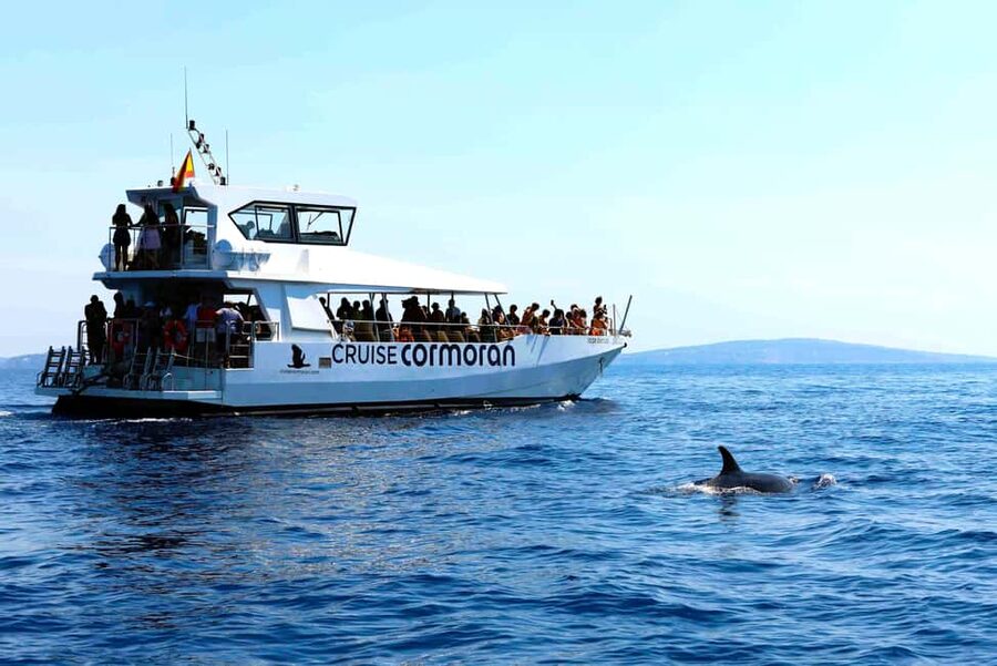 Santa Ponsa: Dolphin Watching Cruise - FAQ