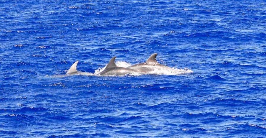 Santa Ponsa: Dolphin Watching Cruise - Choosing between 1.5 hours and up to 2.5 hours