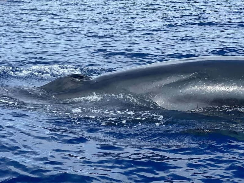 São Miguel, Azores: Whale and Dolphin Watching Tour - Why São Miguel is a fine place for whale watching