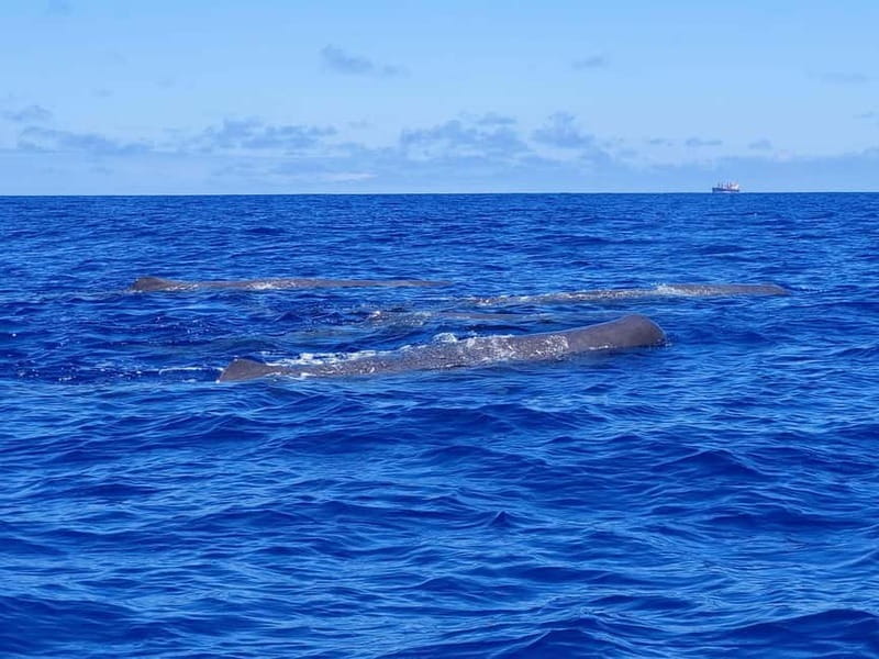 São Miguel, Azores: Whale and Dolphin Watching Tour - Searching the Atlantic for whales and dolphins