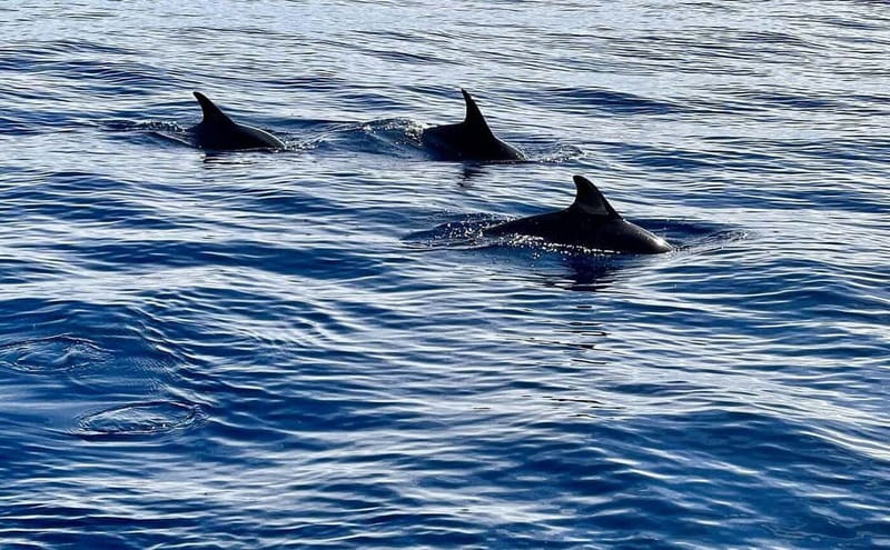 São Miguel, Azores: Whale and Dolphin Watching Tour - Choosing between the catamaran and the RIB boat