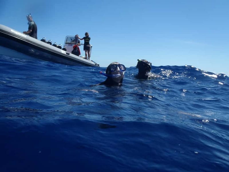 São Miguel: Swim with Wild Dolphins in the Open Ocean - Key points to know before booking