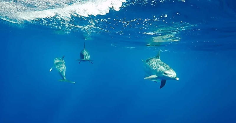 São Miguel: Swim with Wild Dolphins in the Open Ocean - What makes this dolphin trip different