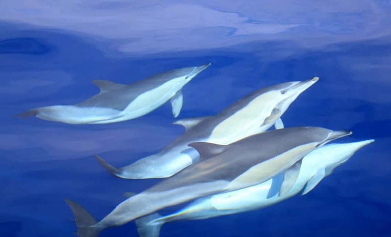 São Miguel: Swim with Wild Dolphins in the Open Ocean - The 10-minute safety briefing