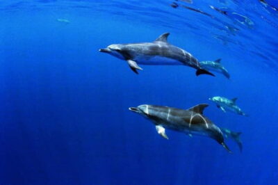 São Miguel: Swim with Wild Dolphins in the Open Ocean