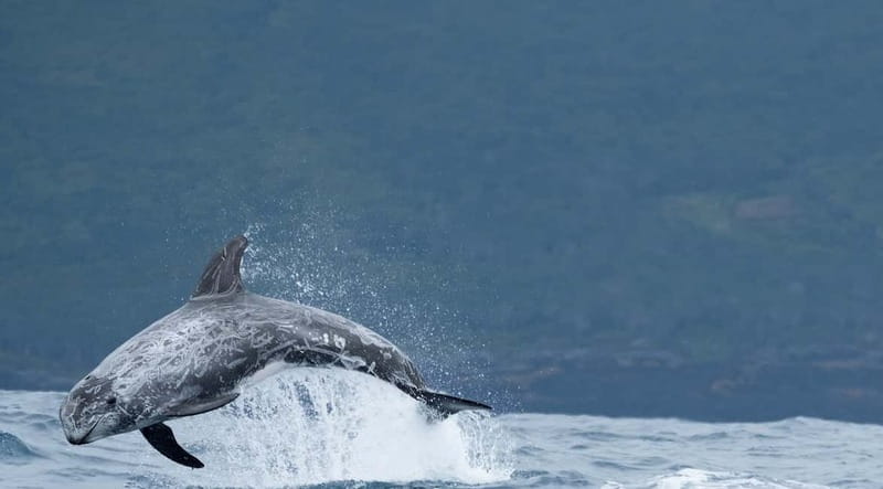 São Miguel: Swim with Wild Dolphins in the Open Ocean - Animal welfare and the quality of the guiding