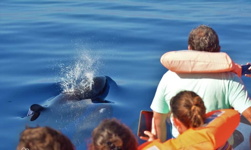 São Miguel: Swim with Wild Dolphins in the Open Ocean - Weather, cancellations, and smart scheduling