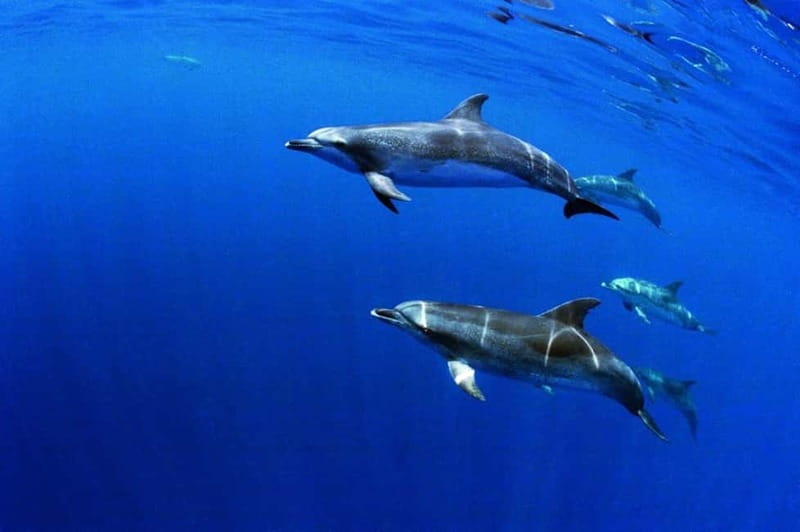 São Miguel: Swim with Wild Dolphins in the Open Ocean - Starting at Marina Pêro de Teive in Ponta Delgada