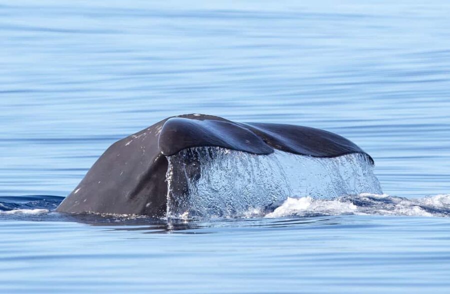 São Miguel: Whale Watching & Wild Dolphins Swimming Full-day - A full day built around wild animals