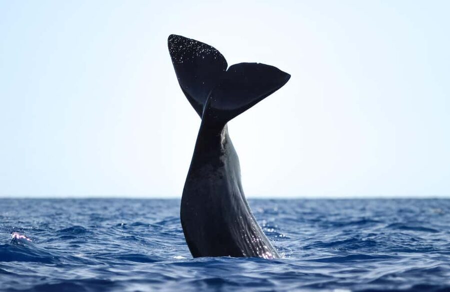 São Miguel: Whale Watching & Wild Dolphins Swimming Full-day - Afternoon swimming with bottlenose dolphins
