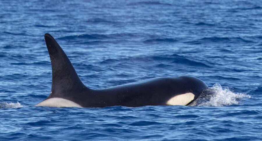 São Miguel: Whale Watching & Wild Dolphins Swimming Full-day - What the boat and group size mean