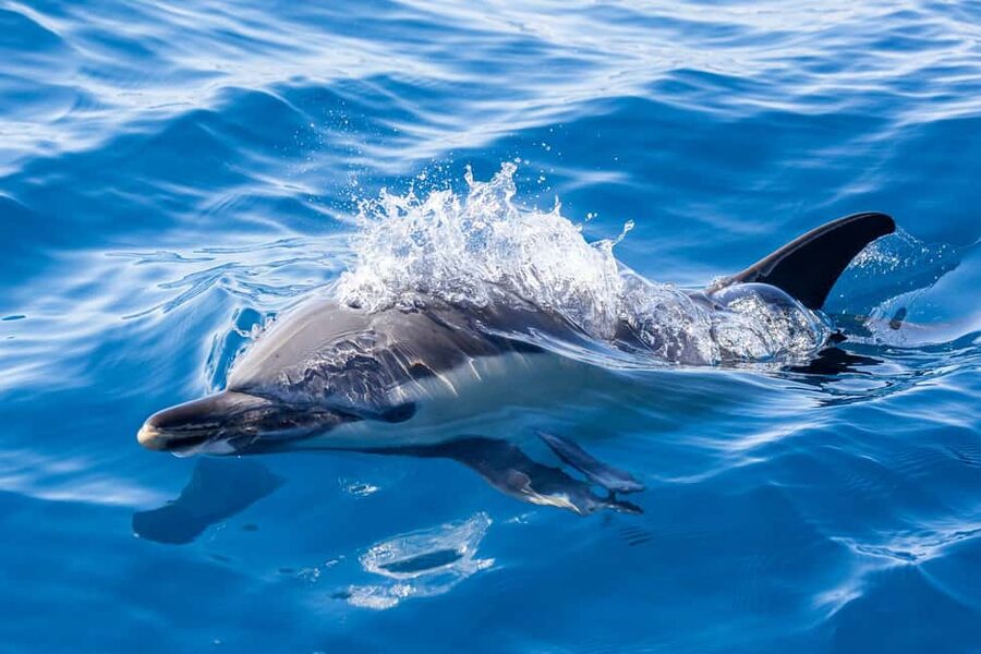 São Miguel: Whale Watching & Wild Dolphins Swimming Full-day - Who should book this São Miguel experience