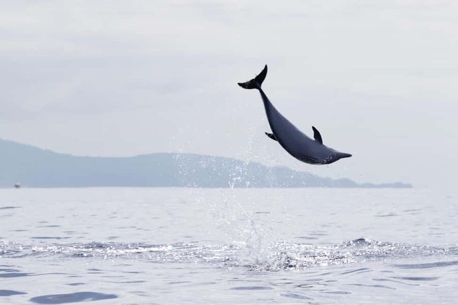 São Miguel: Whale Watching & Wild Dolphins Swimming Full-day - Should you book it?