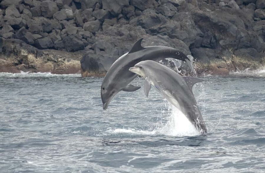 São Miguel: Whale Watching & Wild Dolphins Swimming Full-day - The one-hour marina break