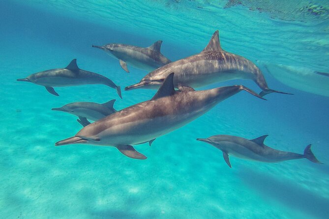 Sataya Dolphin House Boat Trip in Marsa Alam - Why Sataya Dolphin House is the main event