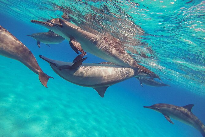 Sataya Dolphin House Boat Trip in Marsa Alam - Swimming near dolphins in their natural setting