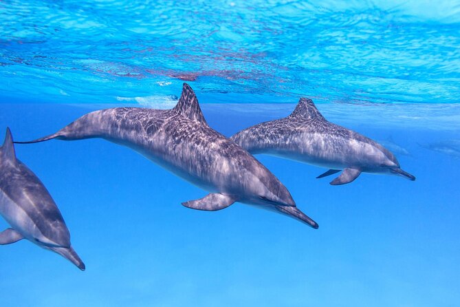 Sataya Dolphin House Boat Trip in Marsa Alam - What the $80 price really covers