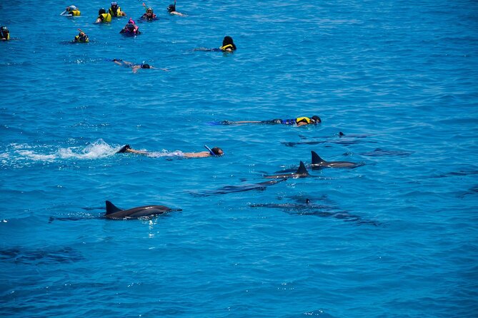 Sataya Dolphin House Boat Trip in Marsa Alam - Who will enjoy this Red Sea day most