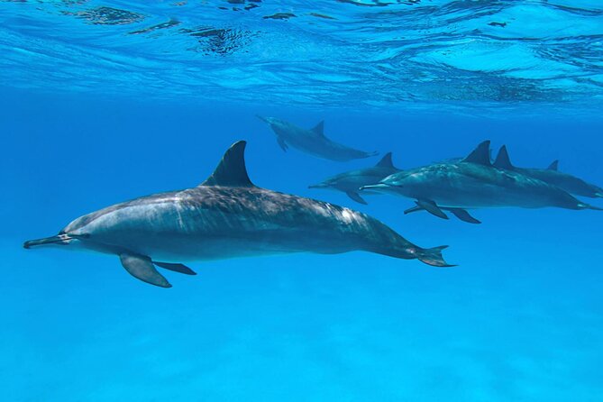 Sataya Dolphin House Boat Trip in Marsa Alam - Practical details that can shape your day