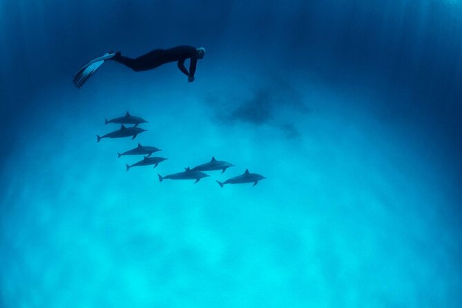 Sataya Dolphin House Boat Trip in Marsa Alam - Should you book the Sataya Dolphin House trip?