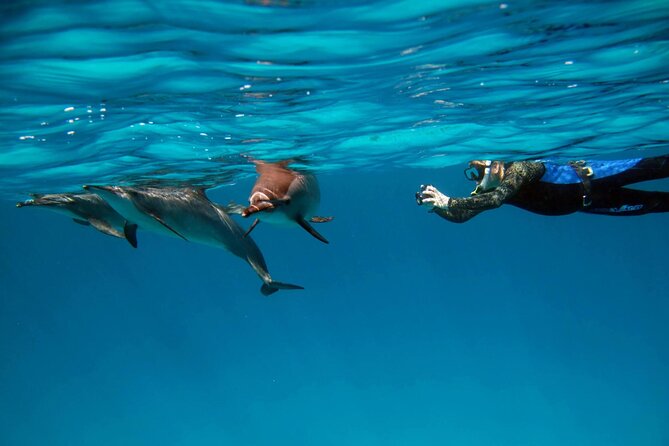Sataya Dolphin House Boat Trip in Marsa Alam - Two snorkeling stops, with coral and sea life beyond dolphins