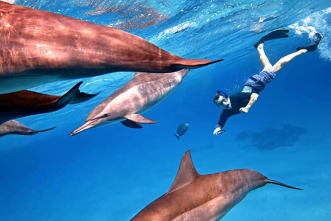 Sataya Dolphin House Snorkel Trip - Marsa Alam - What the Price Includes at $92