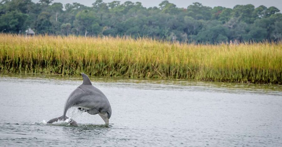 Savannah: Dolphin Spotting and Wildlife Eco Cruise - Key points to know before boarding