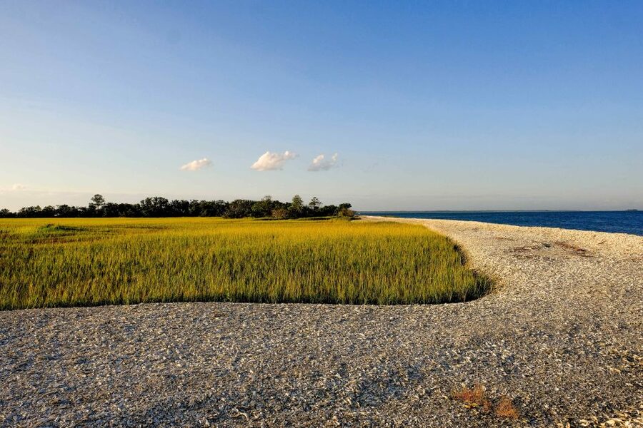 Savannah: Dolphin Spotting and Wildlife Eco Cruise - A two-hour itinerary with room for surprises