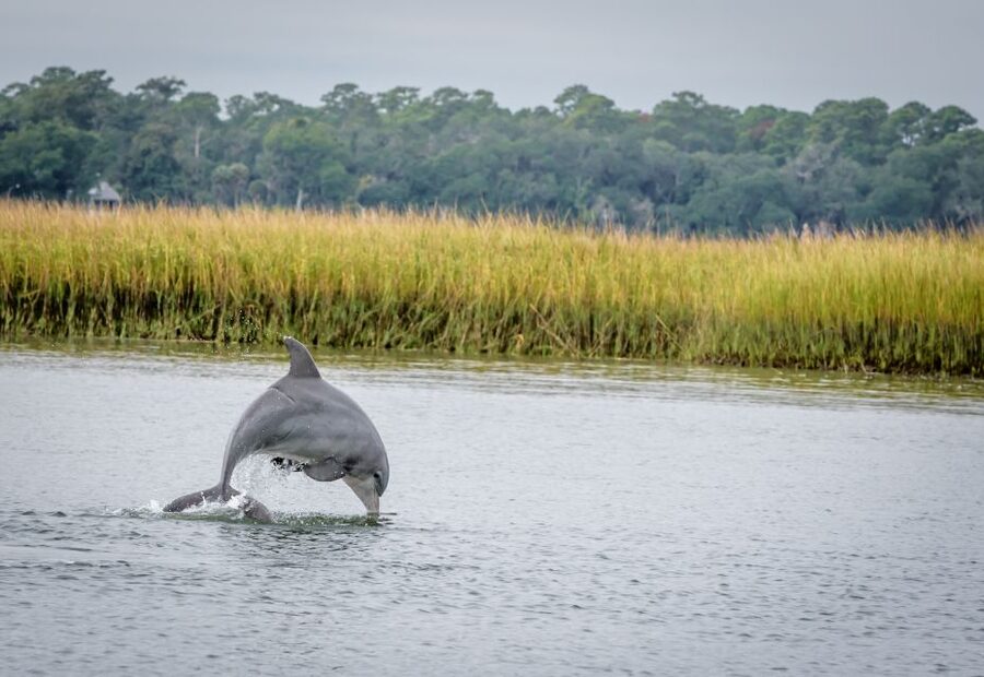 Savannah: Dolphin Spotting and Wildlife Eco Cruise - River Explorer keeps the outing relaxed