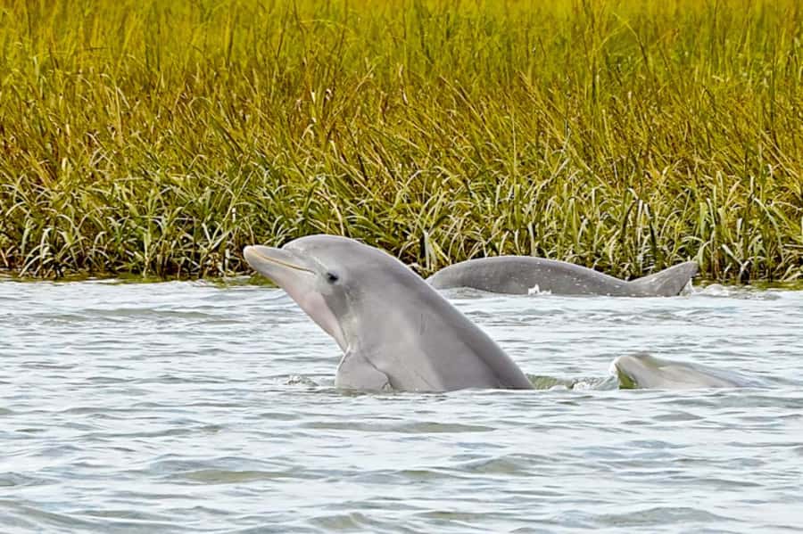 Savannah: Dolphin Spotting Eco Tour with Experienced Captain - Why Savannah’s waterways are the real attraction