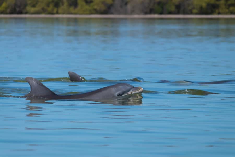 Savannah: Dolphin Spotting Eco Tour with Experienced Captain - Meeting at the Westin Savannah Harbor