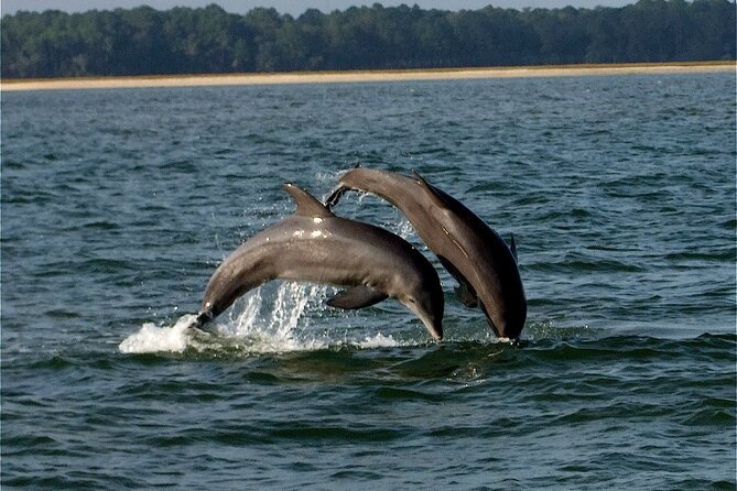 Savannah Sunset Dolphin Eco Tour - Key points to know before you book