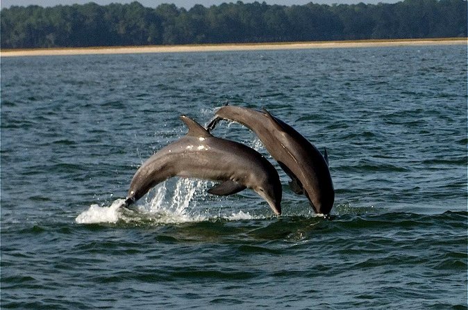 Savannah Sunset Dolphin Eco Tour - Timing, weather, and cancellation rules