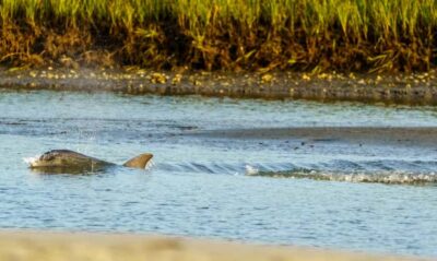 Savannah: Sunset Dolphin Watching Eco Tour by Boat