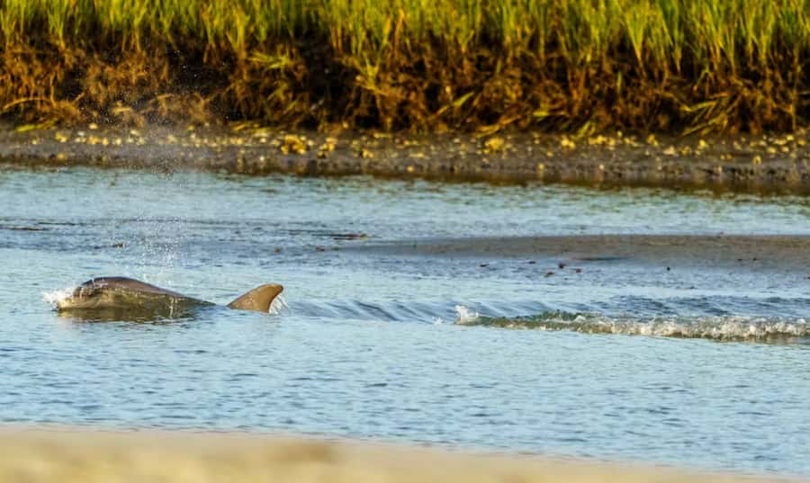 Savannah: Sunset Dolphin Watching Eco Tour by Boat - Watching dolphins in their natural setting