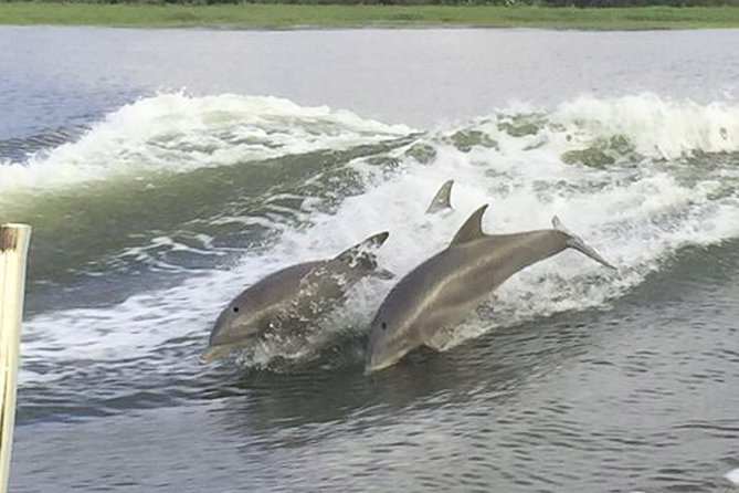 Savannah to Tybee Island with Dolphin Cruise - The dolphin cruise through Tybee’s waterways