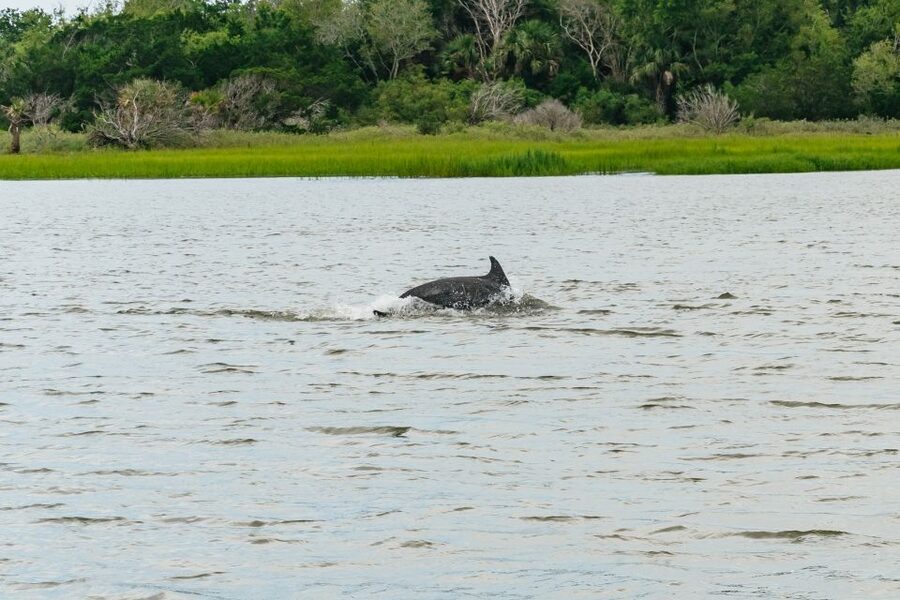 Savannah: Tybee Island Dolphin Tour - What makes this Tybee trip worth your time