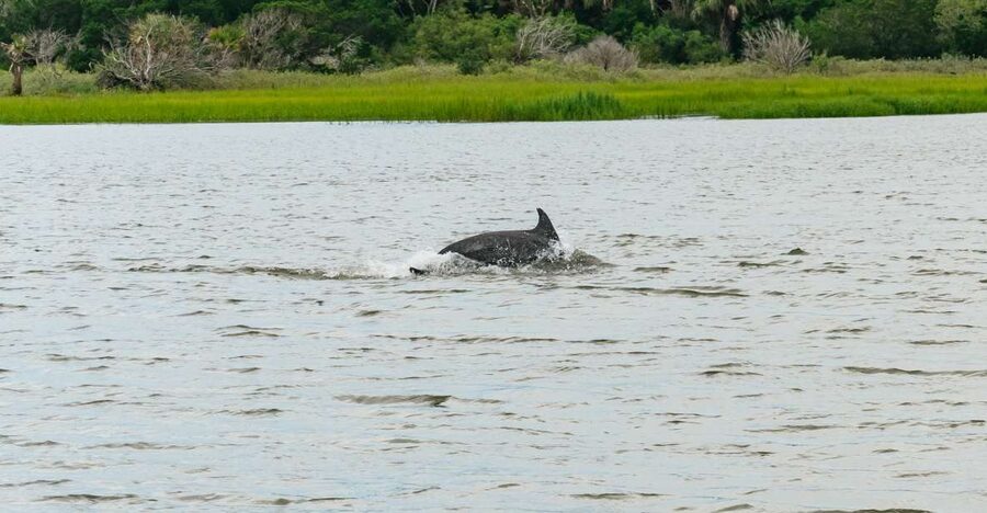 Savannah: Tybee Island Dolphin Tour - From Savannah to Tybee Island by trolley or bus