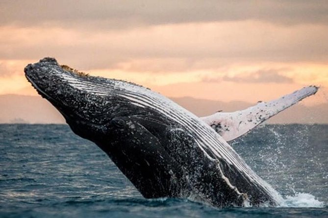 Sea Safari, Dolphins, Turtles and Waikiki Cruise - The Haleiwa Queen and Its Underwater Viewing Ports