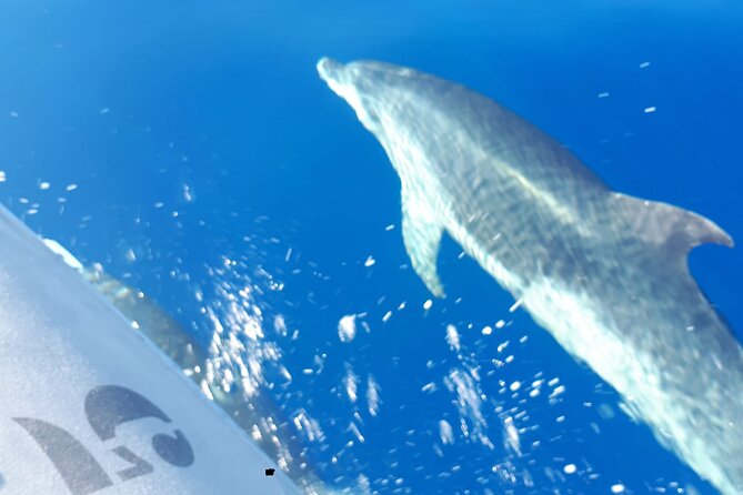 SEA SAFARI, Dolphins, Whales, snorkeling, snack and drink, 2 h speedboat - Who will enjoy this sea safari
