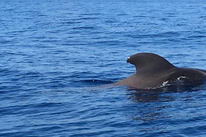 SEA SAFARI, Dolphins, Whales, snorkeling, snack and drink, 2 h speedboat - The speedboat ride along Tenerife’s coast