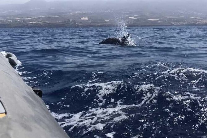 SEA SAFARI Dolphins,Whales, snorkeling, snack, drink, 3h private - The South Tenerife Safari and Masca coast