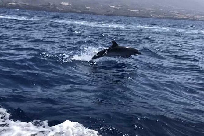 SEA SAFARI Dolphins,Whales, snorkeling, snack, drink, 3h private - The crew makes a real difference
