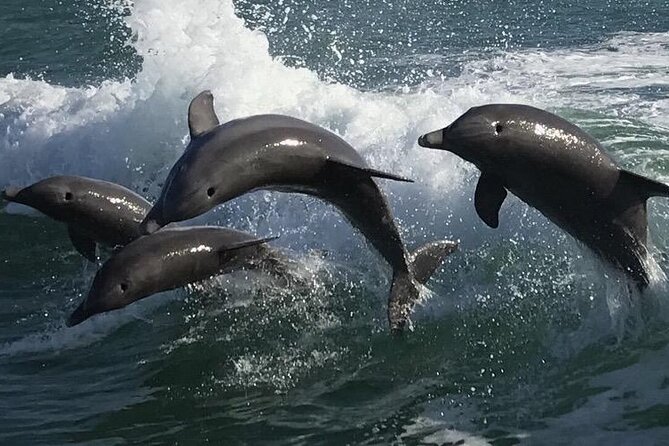 Sea Screamer Clearwater's Only Speed Boat Dolphin Watching - The main event: dolphins in the Sea Screamer wake