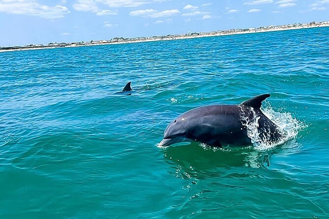 Sea Screamer Cruise - 2 Hour Dolphin Watch Tour in South Carolina - What kind of value should you expect?